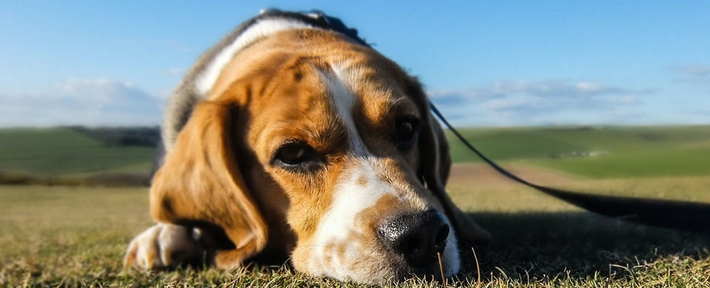 A sad dog lying down in a park.