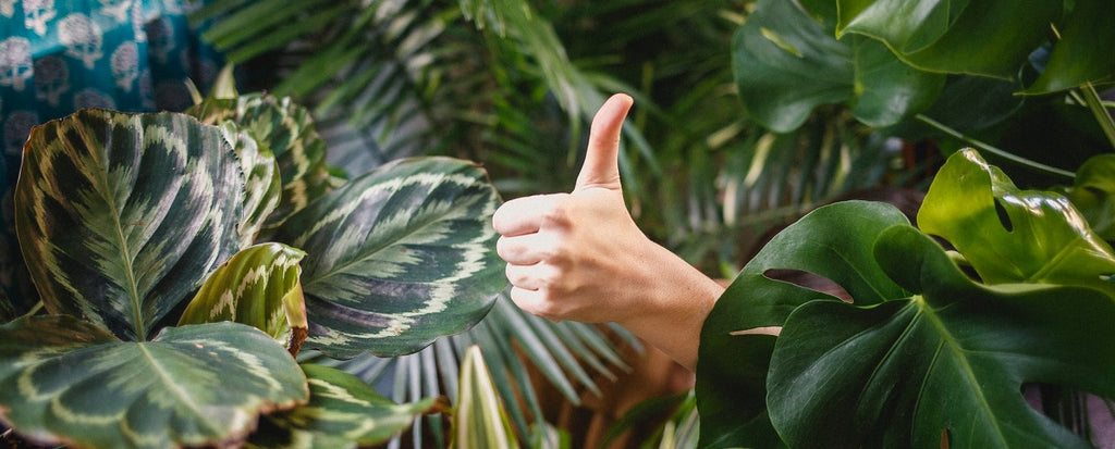 Hand giving a thumbs up in front of a bunch of green plants.