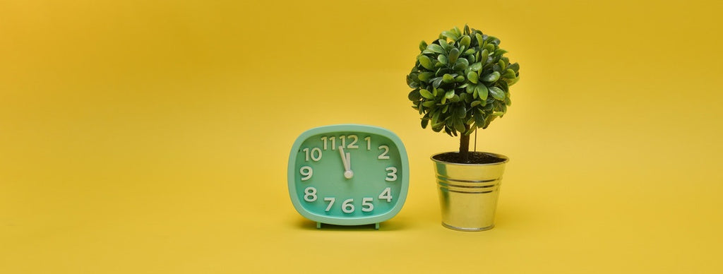 A clock beside a plant.