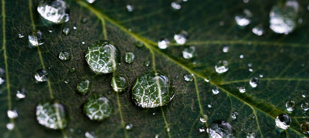 Droplets of water on a close-up of a leaf.