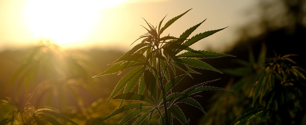 A cannabis plant in a field.