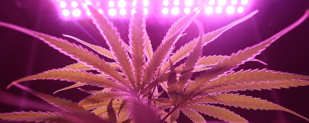 A marijuana plant under a neon pink light.
