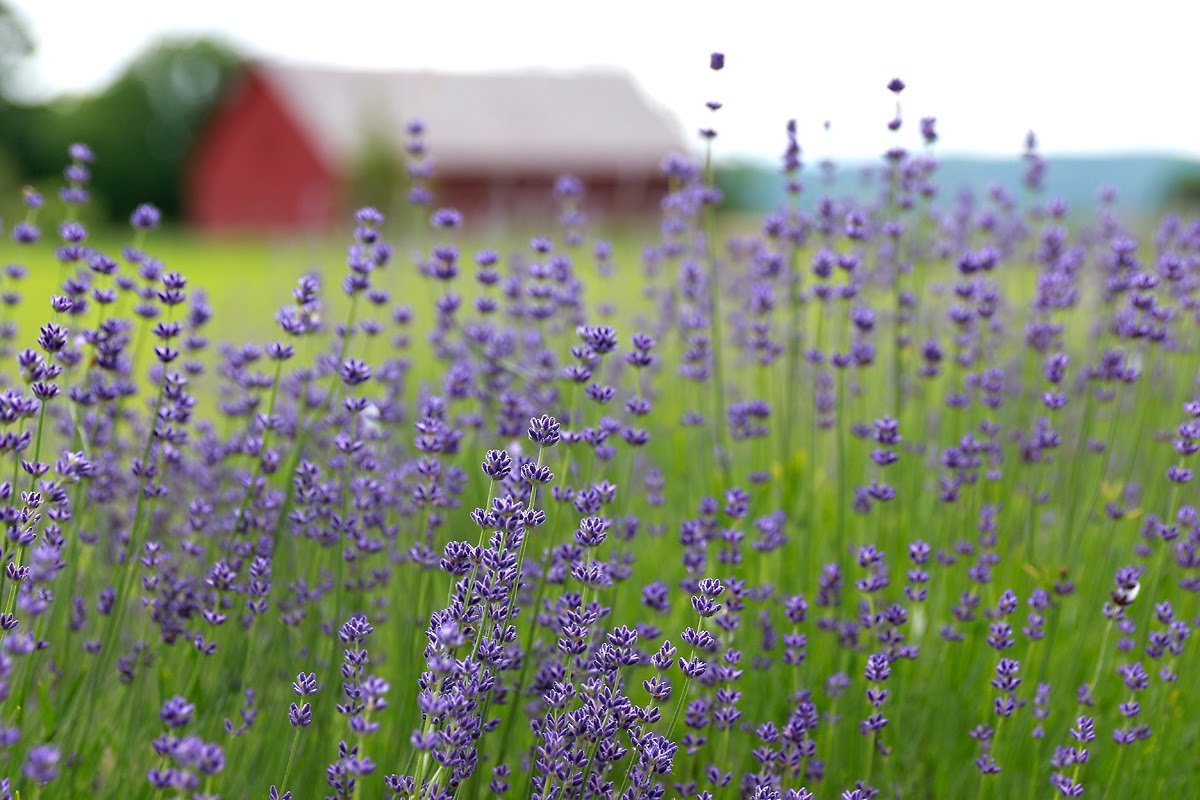 Lavenlair Farm