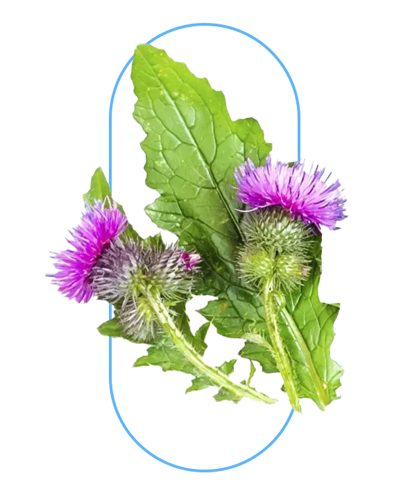 MILK THISTLE