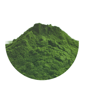 chlorella