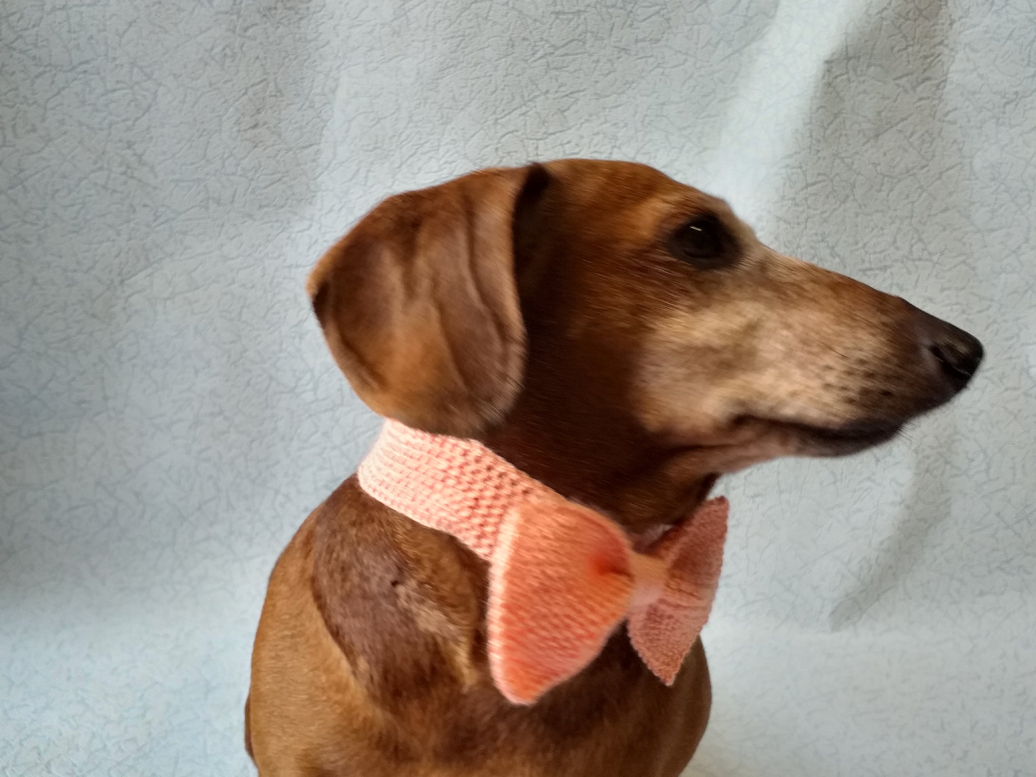 Knitted dog collar bow tie dachshundknit