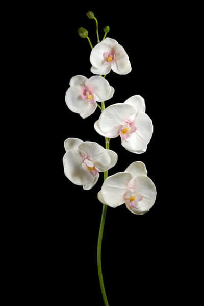 Real Touch White Orchid Phalaenopsis Stem 38in Save On Crafts