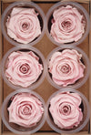 Preserved Roses 2.5in Pink (6 roses)