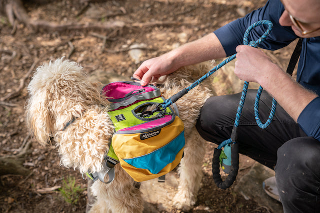 Person attaching a leash to a dog wearing a colorful backpack in a wooded area.