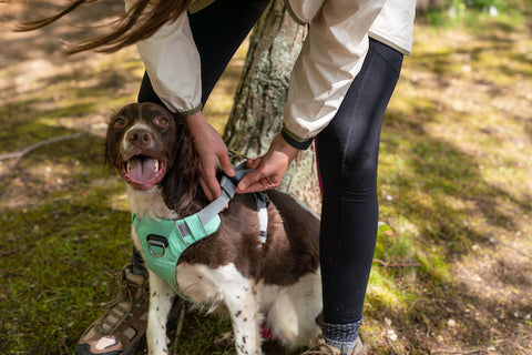 Adjusting an Alpha Pak Dog Backpack