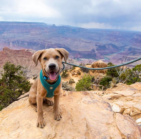 dog hiking on trails 