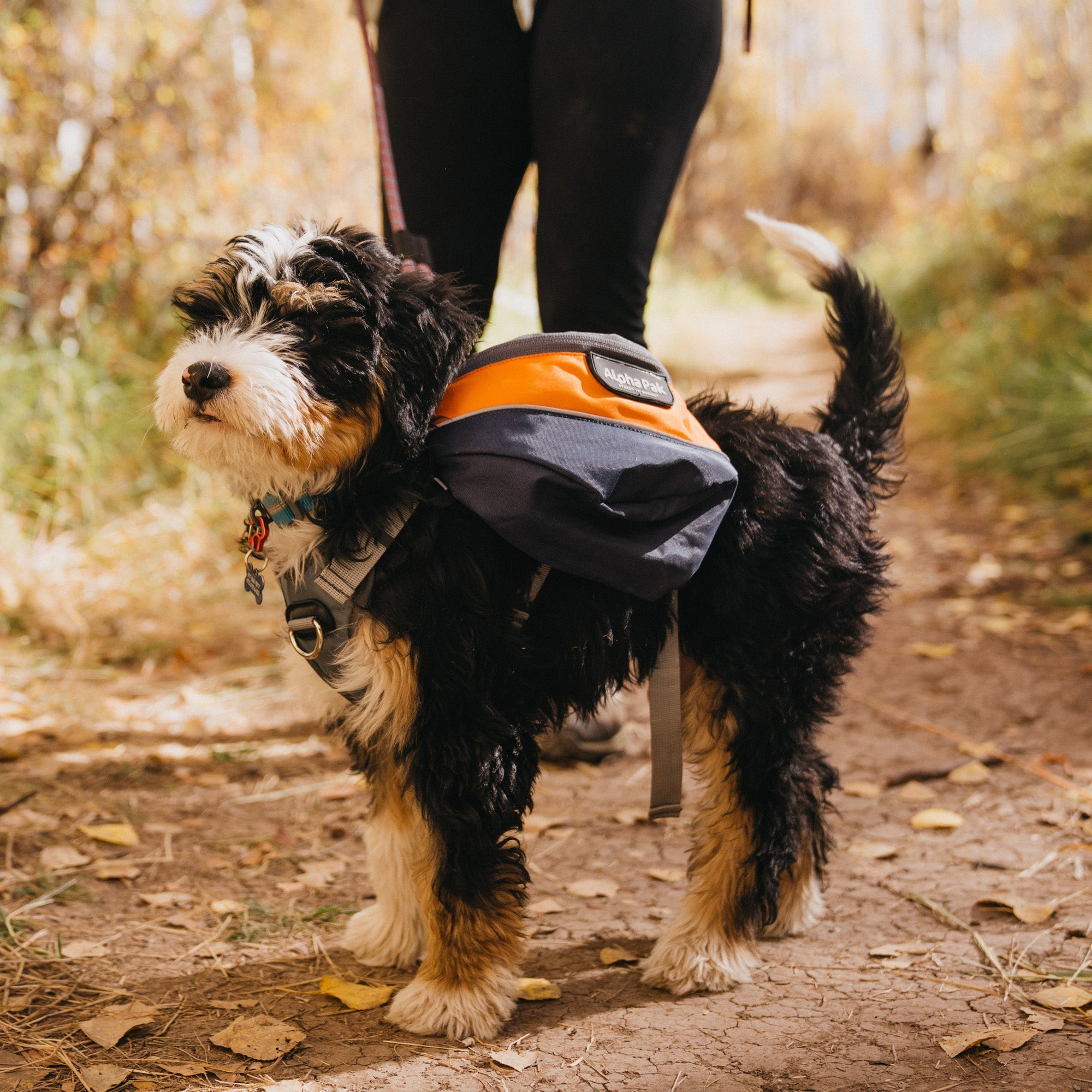 A dog wearing an orange backpack walking on a forest trail.