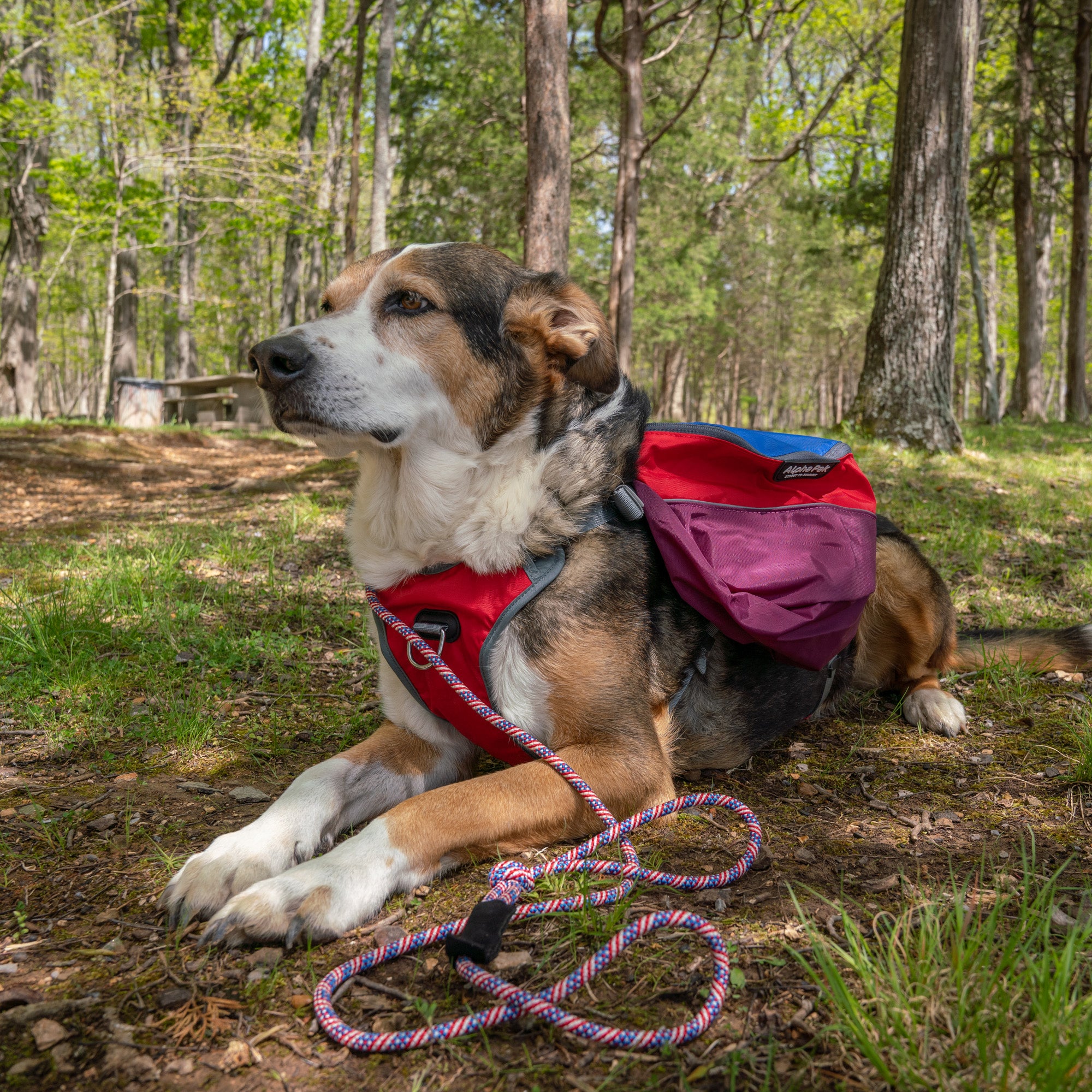 Dog in red harness and backpack laying in a forest with a colorful leash.