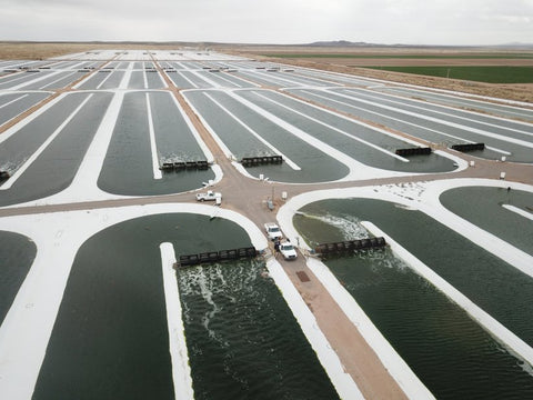 Race track pools filled with spirulina algae grown on nondurable land in the desert.