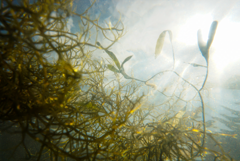 Underwater shot of green seaweed with sunlight shining through the water.