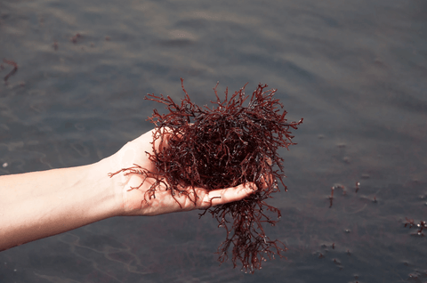 A hand holding red algae over water