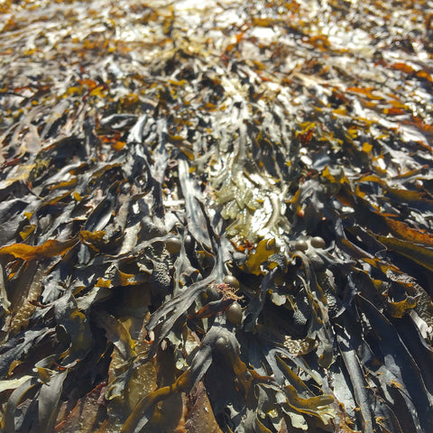 A pile of brown algae, or kelp, washed up on land