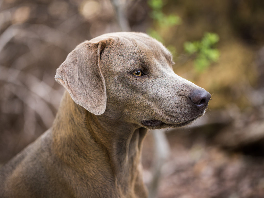 tricolor lacy dog