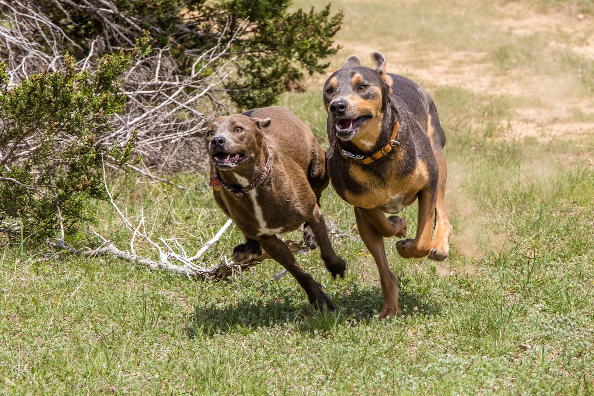 texas blue lacy