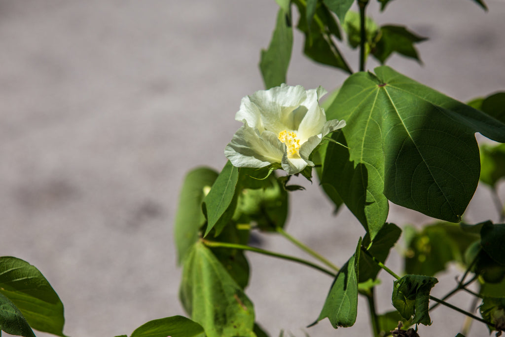 Texas Cotton