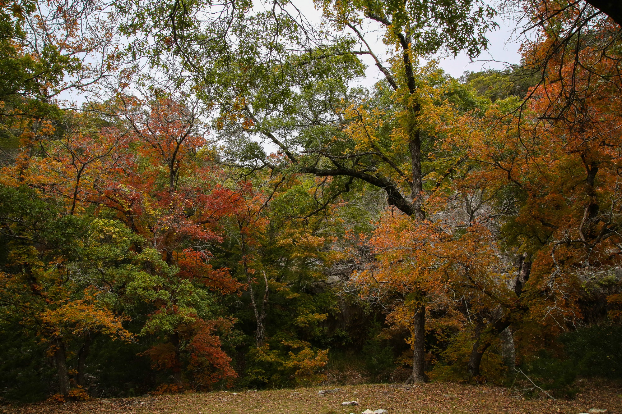 Lost Maples