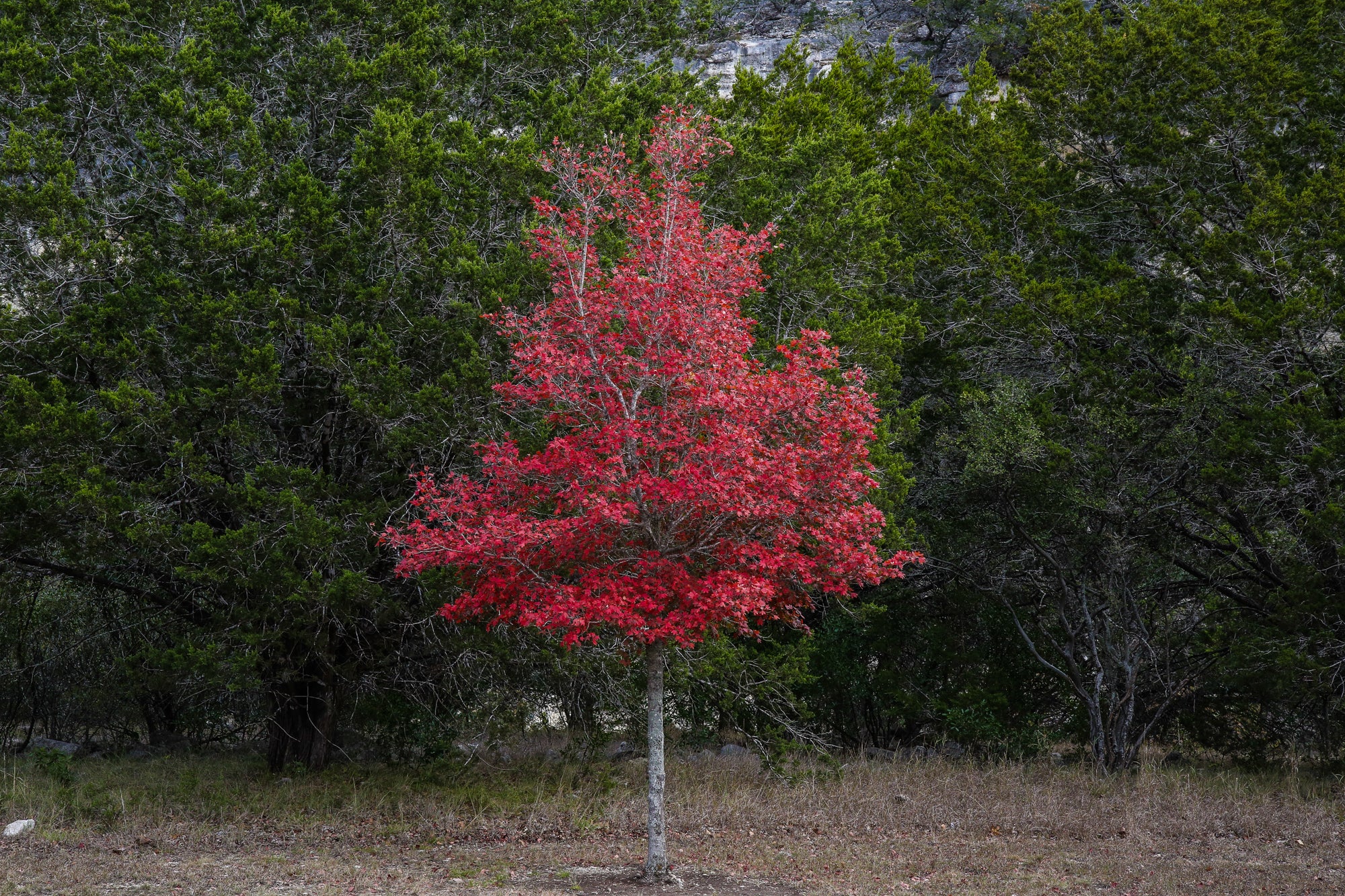 Fall in Texas