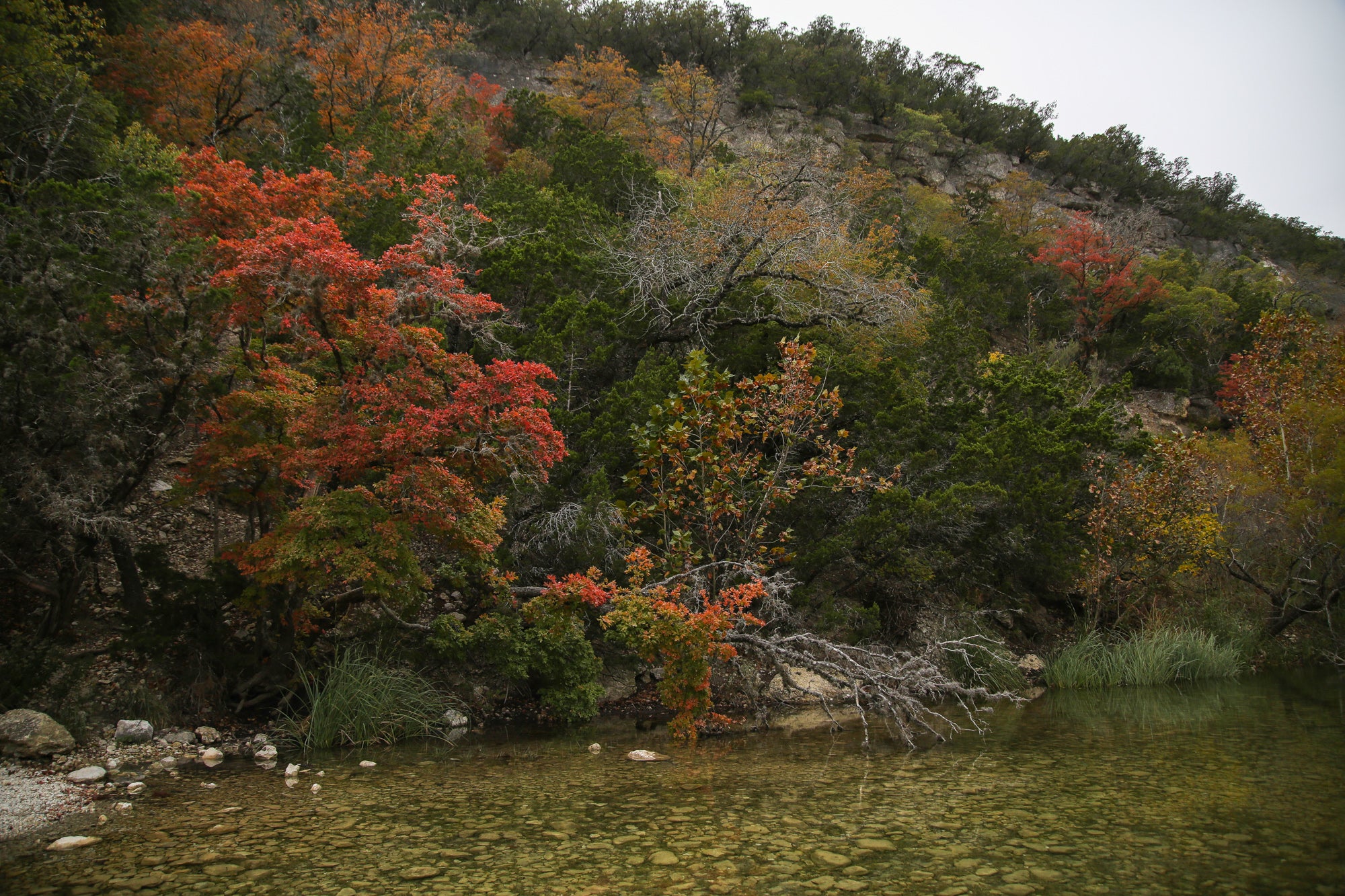 Lost Maples State Natural Area