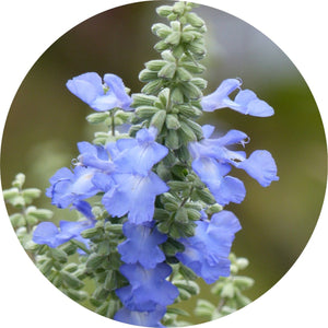 Blue Mountain Sage Essential Oil – Living Libations