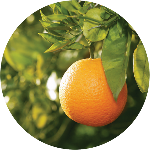 Tangerines Fresh Fruits Fresh Cypress and Tangerine - China Fruit, Fresh  Navel Orange