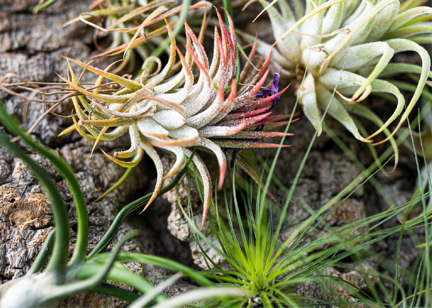 12 Inch Air Plant - Tillandsia usneoides - Spanish - The