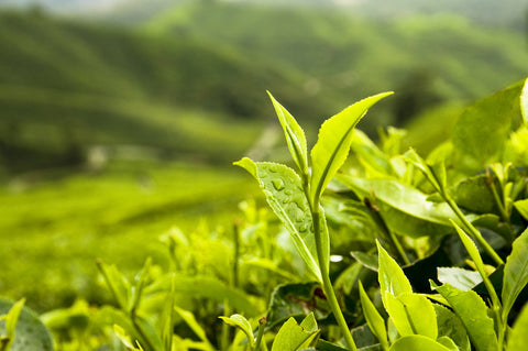 jasmine dragon pearls tea