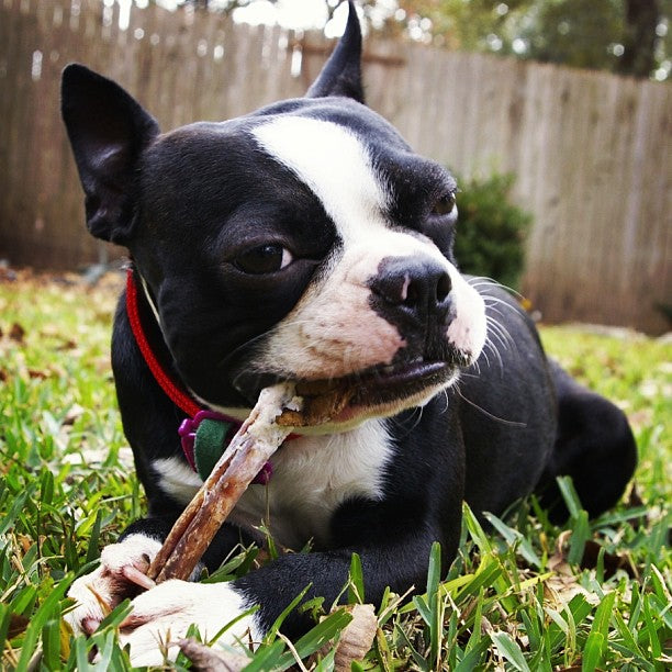 can a french bulldog be given rawhide every day