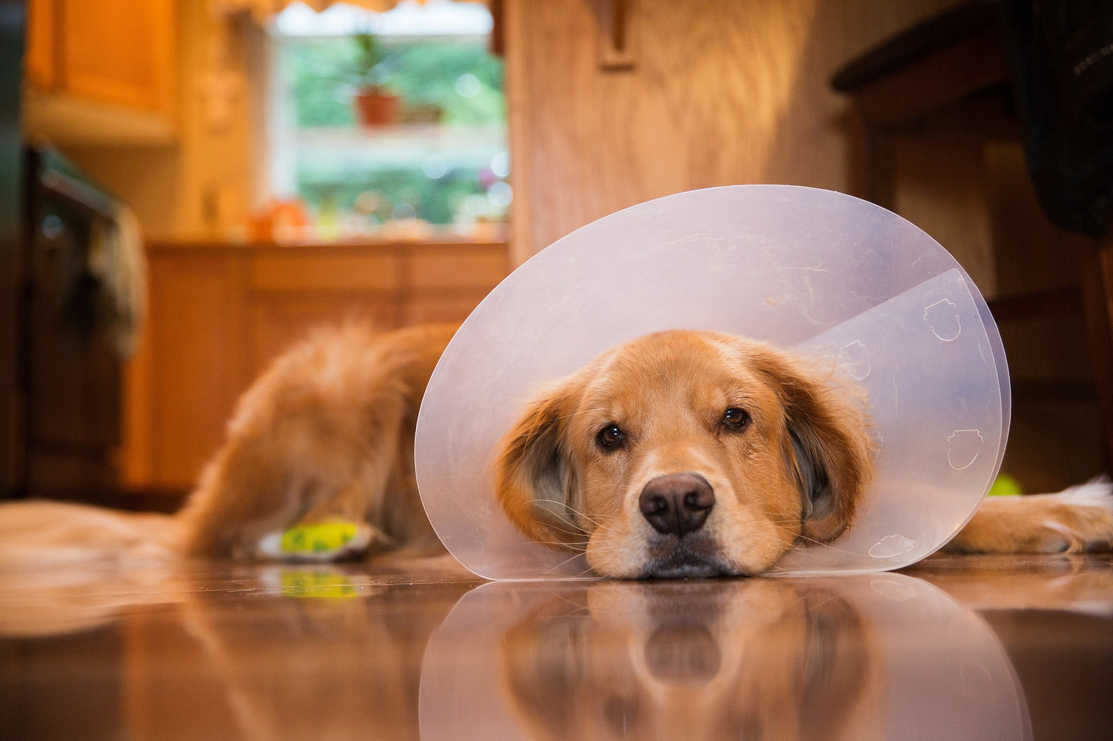 do vets keep dogs overnight after spaying