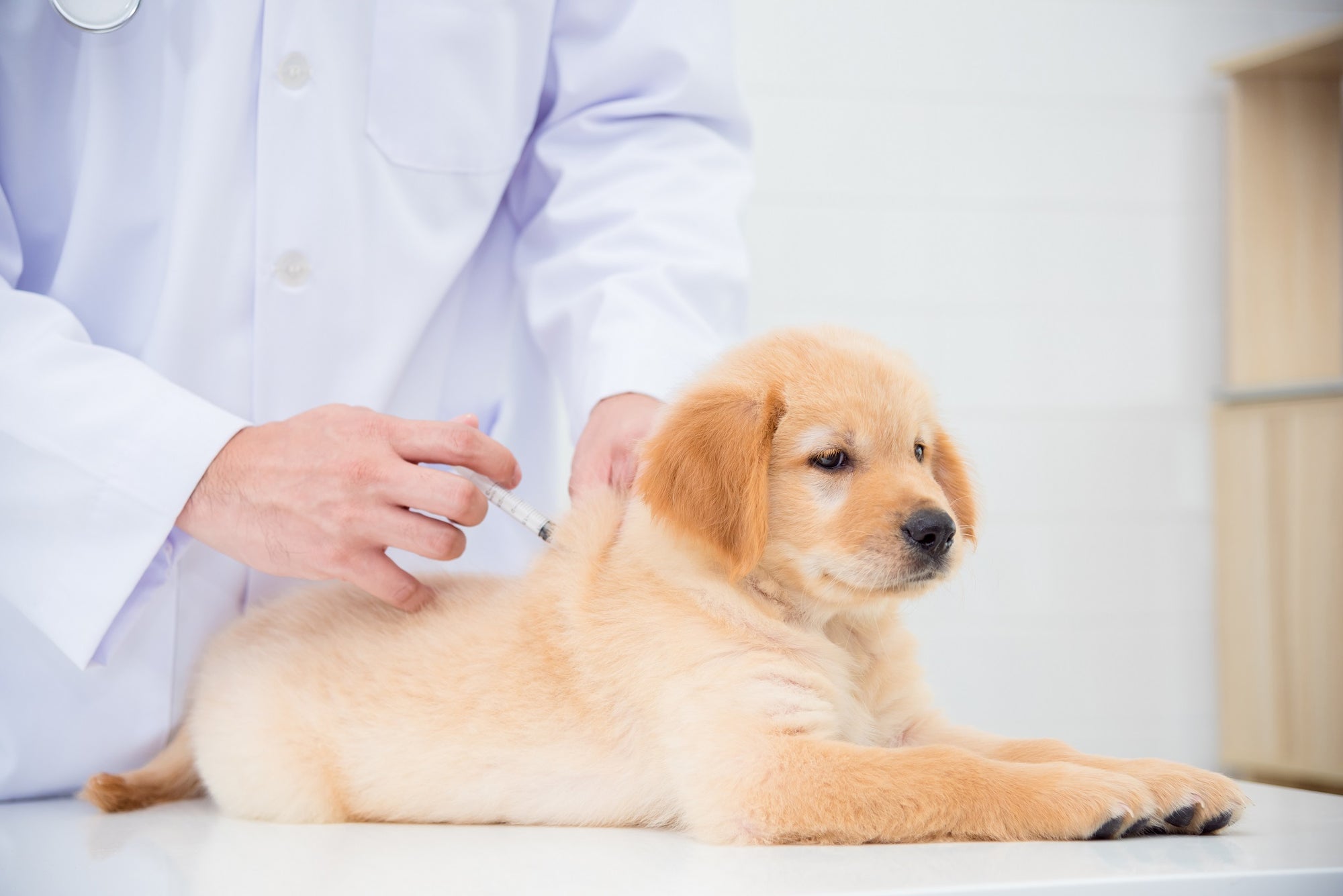 how often does a dog need a distemper shot