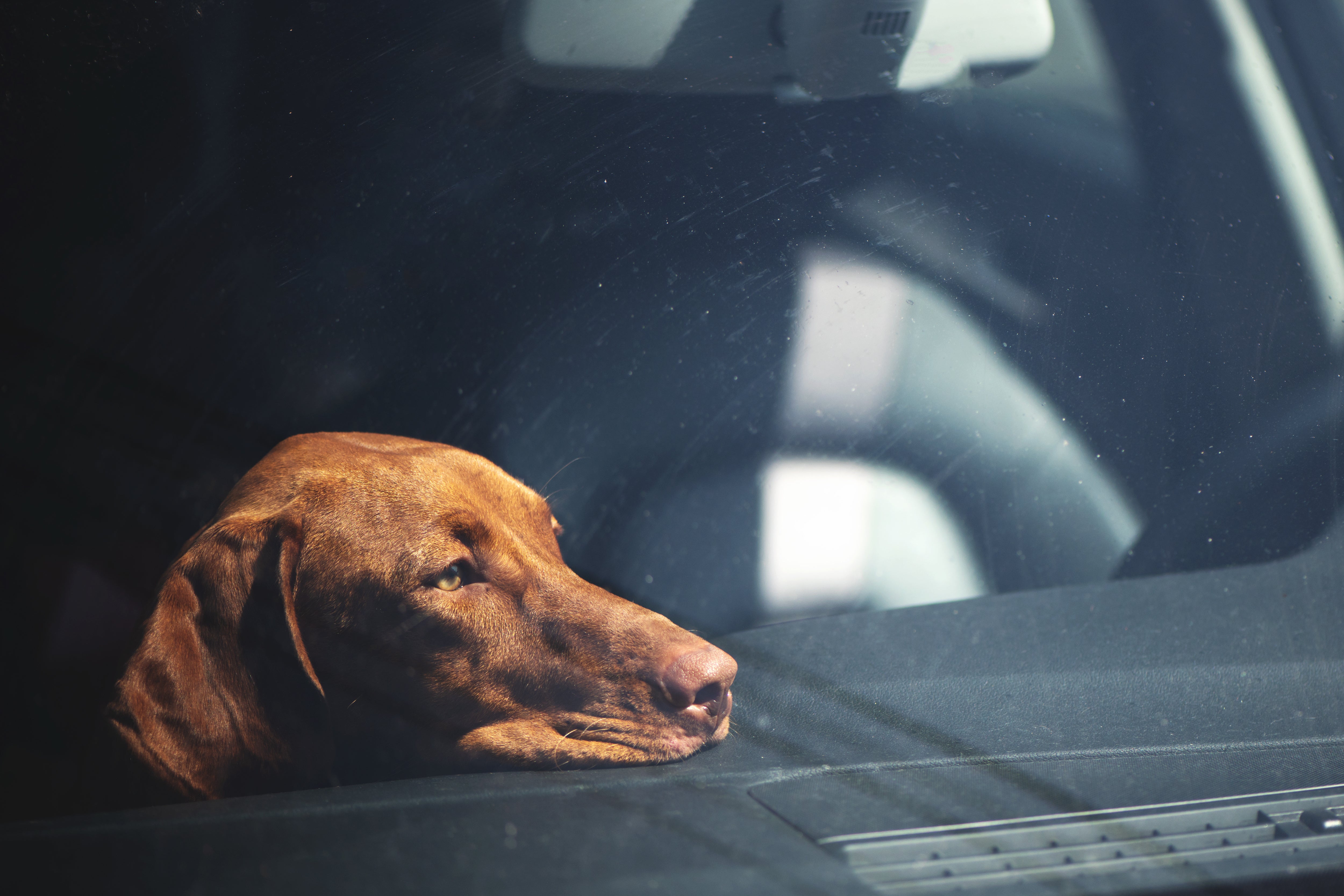 how do you know if your dog gets car sick