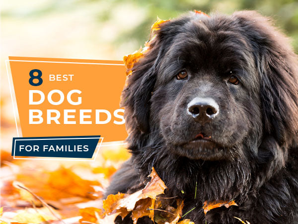 8 Best Dog Breeds for Families
