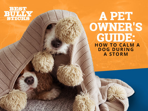 A Pet Owner's Guide: How to Calm a Dog During a Storm