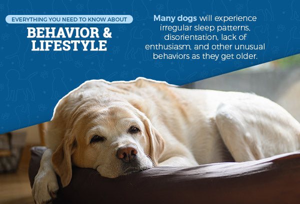 Behavior and Lifestyle info with yellow lab laying on couch