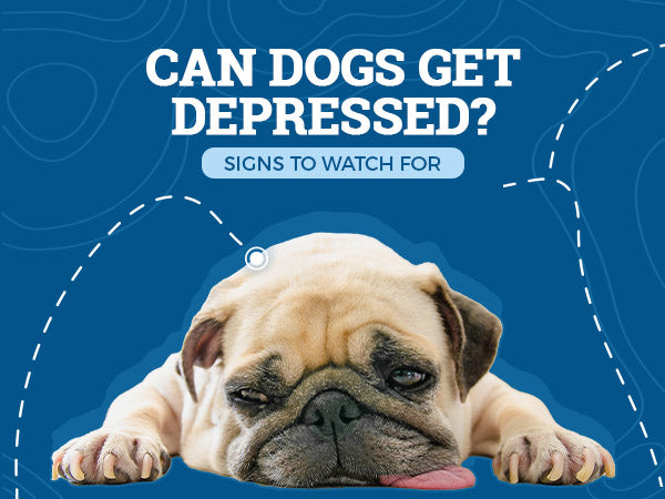 Can Dogs Get Depressed? Signs to Watch for