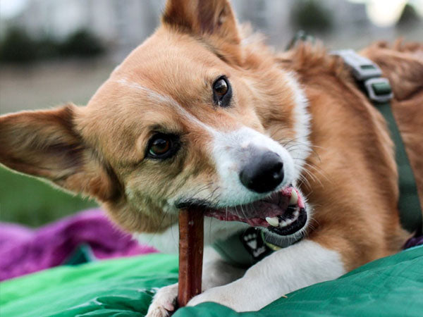 a cute puppy with a bully stick