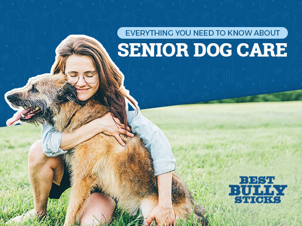 Everything You Need to Know About Senior Dog Care
