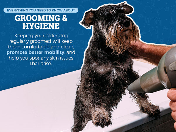 Grooming and Hygiene with schnauzer in bath tub