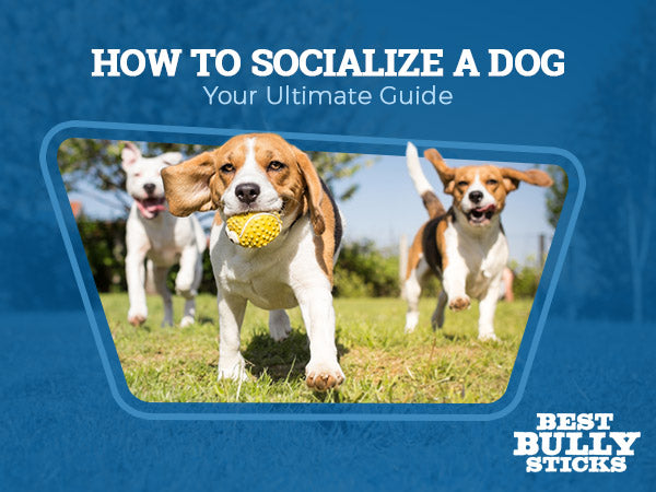 https://cdn.shopify.com/s/files/1/0302/2438/4137/files/How-Socialize-Dog-Your-Ultimate-Guide.jpg?v=1634690439