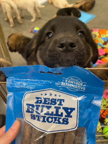 puppy with best bully sticks bag