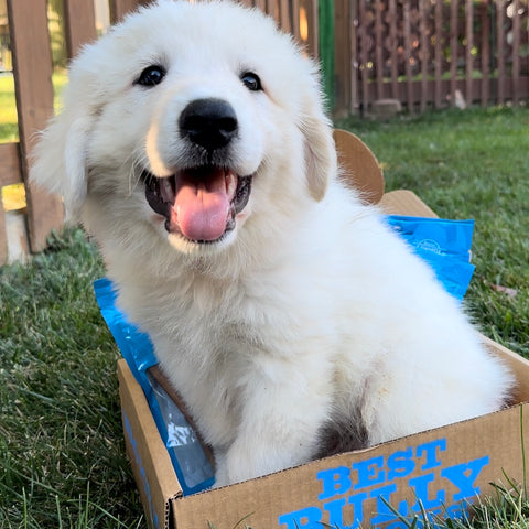 fluffy white puppy in box