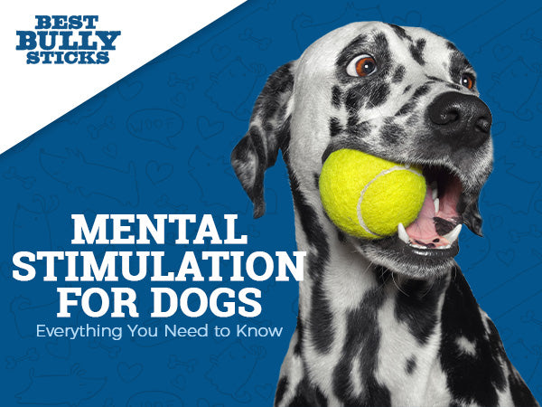 Increase Mental Stimulation In Dogs