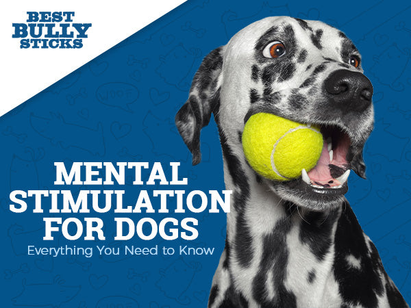 Mental Stimulation for Dogs – Everything You Need to Know - Best Bully  Sticks