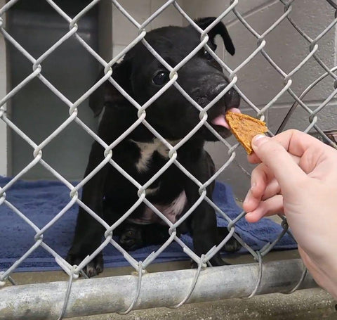 black dog in kennel taking a chew