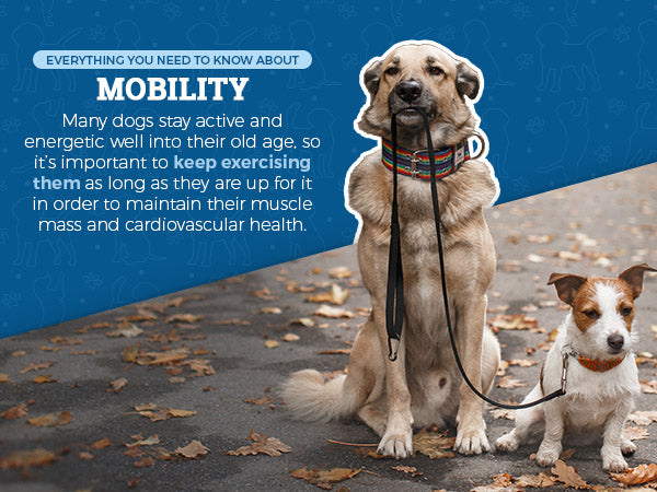 Mobility information with large dog sitting holding a leash