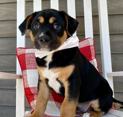 puppy with bow